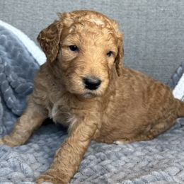 Goldendoodles from NW Adventure Doodles