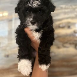 Viola - Black and white female Aussiedoodle puppy in Humble, Texas from DoodlePuppiesTX