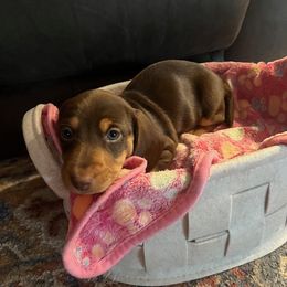 Male Brown, Tan - Chocolate and tan Dachshund puppy in Plumas Lake, California from Royal T Miniature Dachshunds