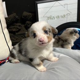 Beau - Blue merle and white male American Corgi puppy in Paradise, Texas from Bar S Corgis