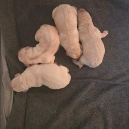 Yellow Female 1 - Yellow female Labrador Retriever puppy in Conway, Missouri from Patton's Triple Pine Farm