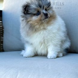 Gigi (blue eyes) - Blue merle female Pomeranian puppy in Redlands, California from Torrey Hills Poms