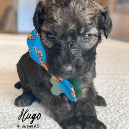 Hugo - Wheaten male Whoodle puppy in Knoxville, Tennessee from Fleury Farm Doodles TN