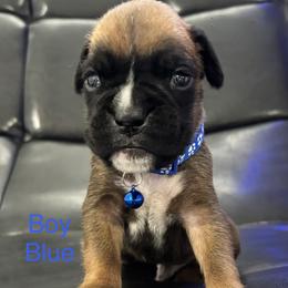Sully - Fawn male Boxer puppy in Cicero, New York from MK Boxer Haven of CNY