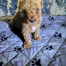 Australian Labradoodle, Bernedoodle, Goldendoodle, Poodle, and Sheepadoodle Puppies from Sutton Place Doodles