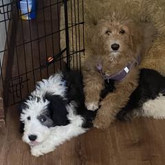 Double Doodles from Tahoe Doodles