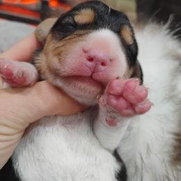 Donna Who - Black white and tan female Beagle puppy in Colville, Washington from Rosehaven Homestead