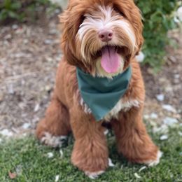 Australian Labradoodle and Labradoodle Puppies from Doodles_Ko