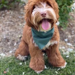 Australian Labradoodle and Labradoodle Puppies from Doodles_Ko