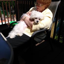 Maltese Puppies from Franny's Maltese Puppies