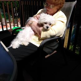 Maltese Puppies from Franny's Maltese Puppies