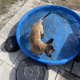 Belgian Malinois Puppies from Klaus K-9 Training LLC