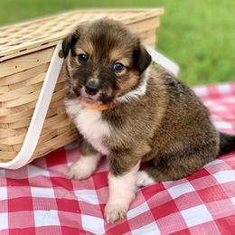 Border Collie and English Shepherd Puppies from Kefi Collie Co