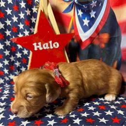 Halo - Red female Dachshund puppy in Somerset, Pennsylvania from Rae’s Dapper Dachshunds