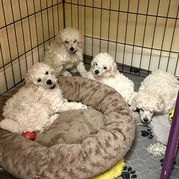 Poodle puppies from Jubilee Poodles