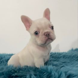 Rain - Cream male French Bulldog puppy in Houston, Texas from YZC Frenchies at 4C Ranch