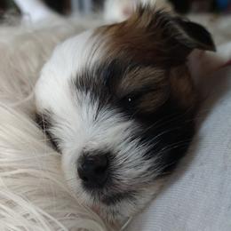 Maltese and Morkies from Mandy's Maltese
