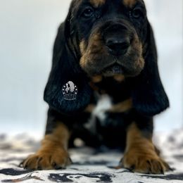 Apocalypse - Black tan and white male Basset Hound puppy in Dingess, West Virginia from Tuckers' Howling Hounds