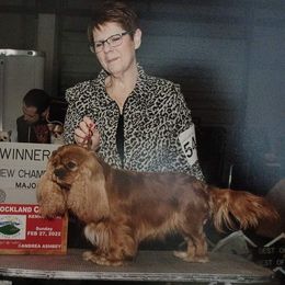 Nala - Cavalier King Charles Spaniel
