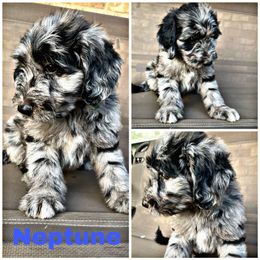 Neptune - Blue merle Aussiedoodle puppy in Tyler, Texas from Southern Royal Aussiedoodles