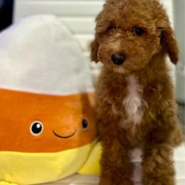 Independence (Indy) - Red  female Poodle puppy in Herriman, Utah from Shaggy Mountain Pups LLC