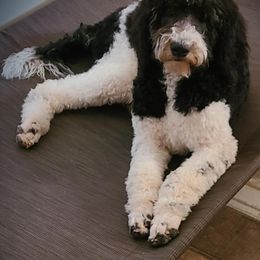 Double Doodle, Goldendoodle, and Labradoodle All Grown Up from The Doodle Ranch-California