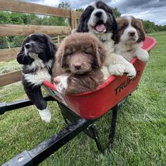 Karakachan puppies from Jennings Farm