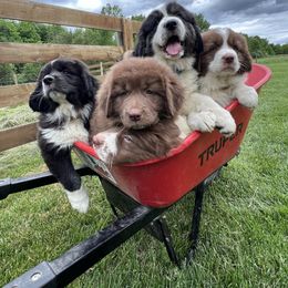 Karakachan puppies from Jennings Farm