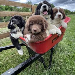 Karakachan puppies from Jennings Farm