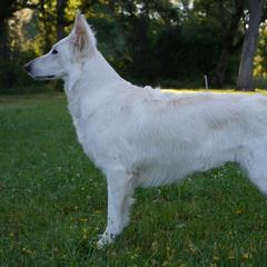 Berger Blanc Suisses from Shasta Shepherds