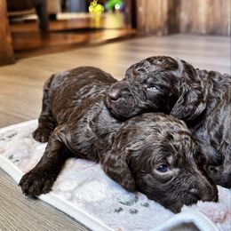 Murphy - Chocolate male Labradoodle puppy in Constableville, New York from Zehr’s Labradoodles & Bernedoodles
