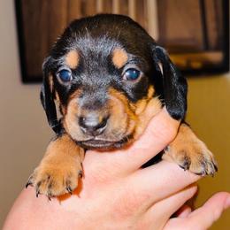 Funk - Black and tan male Dachshund puppy in Albuquerque, New Mexico from Designer Dachshund Club
