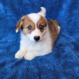 Andi (female) - Red female Pembroke Welsh Corgi puppy in Castle Rock, Washington from Heckman Corgis