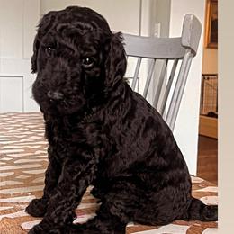 Onyx (green collar) - Black male Poodle puppy in Batavia, Ohio from The Livezey Standard-CKCS and Standard Poodles