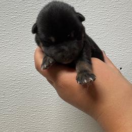 Snowdrop - Black and tan female Shiba Inu puppy in Covington, Ohio from Rustic Country Shibas