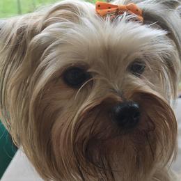 Star - Yorkshire Terrier