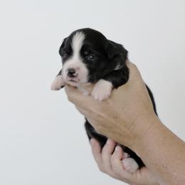 Buster - Black & white male Miniature Australian Shepherd puppy in White Oak, Texas from Triple Lake Ranch Miniature Australian Shepherds