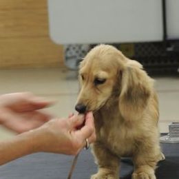 Dachshunds from Caldwell's Dachshunds