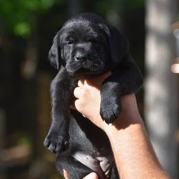 Dahlia - Black female Labrador Retriever puppy in Carthage, North Carolina from Wicked Pines Retrievers