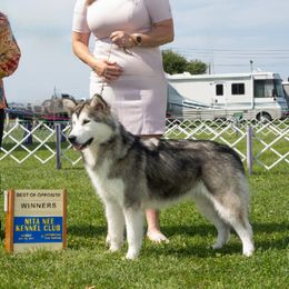 Java - Alaskan Malamute