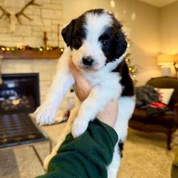 Clark - Black and white male Bernedoodle puppy in Yuba City, California from Ranch House Doodles