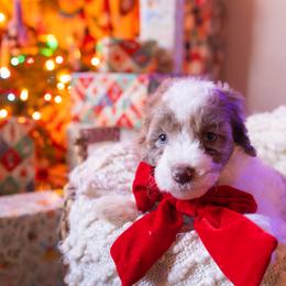 Charlie - male Aussiedoodle puppy in Redding, California from Farmstead Doodles