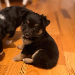 Daisy - Black tri female Miniature Australian Shepherd puppy in Harpers Ferry, West Virginia from Carter's Cuties