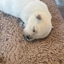 Tiger Lily - White male West Highland White Terrier puppy in Roper, North Carolina from SoundHaven Westies