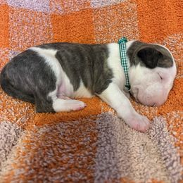 Male 2 - Brindle and white male Bull Terrier puppy in Trussville, Alabama from Alabama Bull Terriers