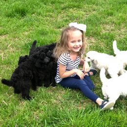 Poodle Puppies from D and D Standard Poodles