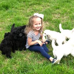 Poodle Puppies from D and D Standard Poodles
