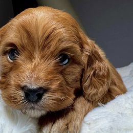 Cavapoos from McCloud’s Poodles & Doodles