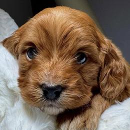 Cavapoos from McCloud’s Poodles & Doodles