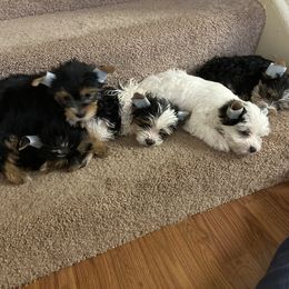 Yorkshire Terrier Puppies from VA Exclusive Yorkies